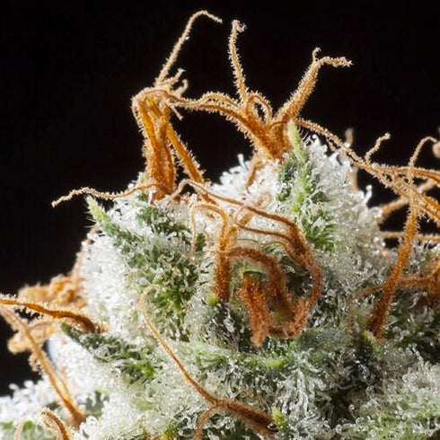 Elemental Seeds - Grizzly Kush