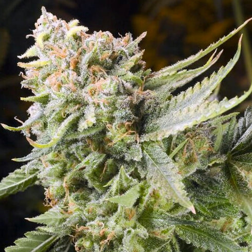 Elemental Seeds - Gummy Bears