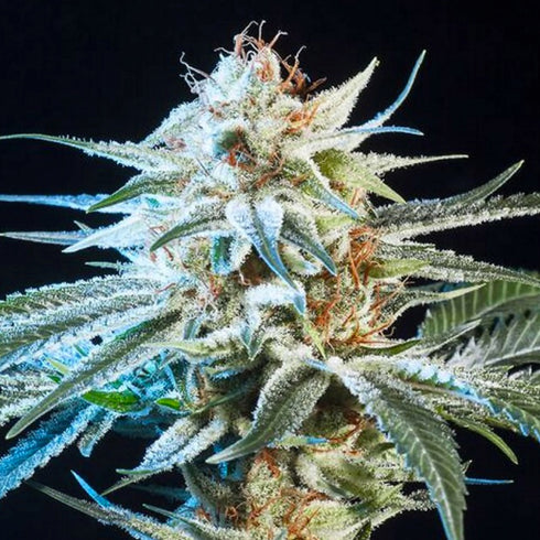 Elemental Seeds - Honey Bananas