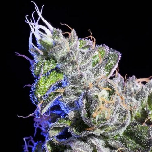 Elemental Seeds - Huckle Berry