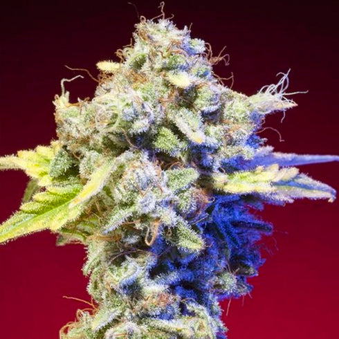 Elemental Seeds - Mango Tango