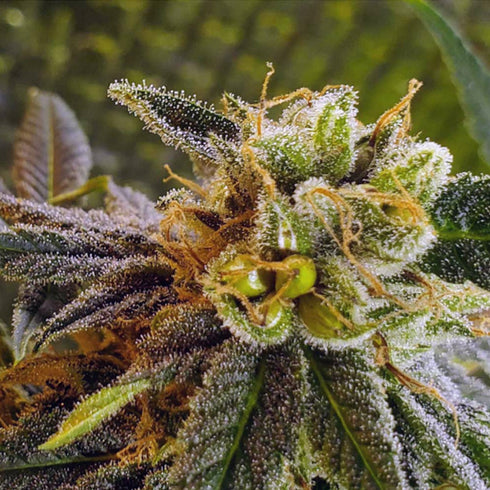 BC Bud Depot - Elliot's Sister