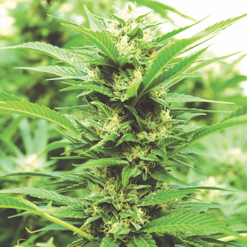 Emerald Triangle - Emerald Jack