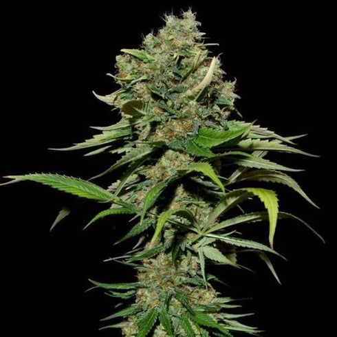 Eva Seeds - Excalibur