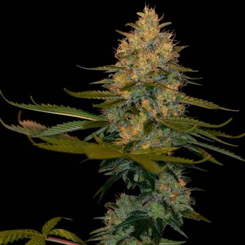 DNA Genetics - Exodus Kush