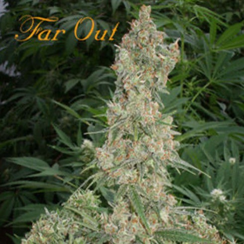 Mandala Seeds - Far Out