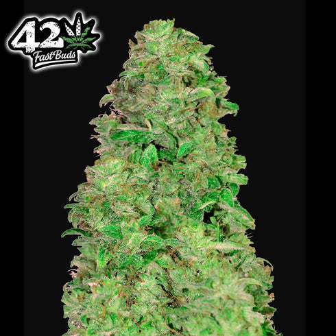 FastBuds Seeds - CBD 20:1 Auto