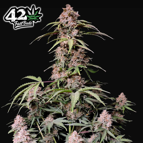 FastBuds Seeds - Amnesia Zkittlez Auto