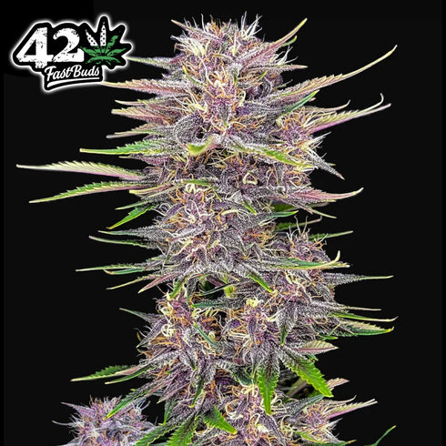 FastBuds Seeds - Banana Purple Punch Auto