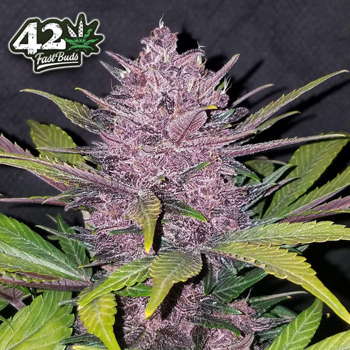 FastBuds Seeds - Blackberry Auto