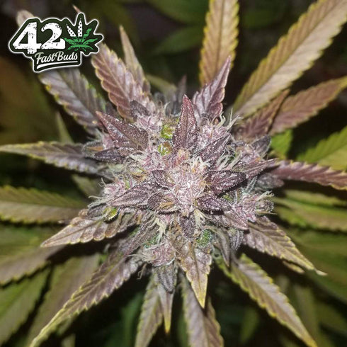 FastBuds Seeds - C4-Matic