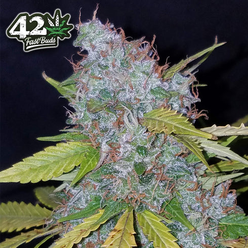 FastBuds Seeds - Californian Snow Auto