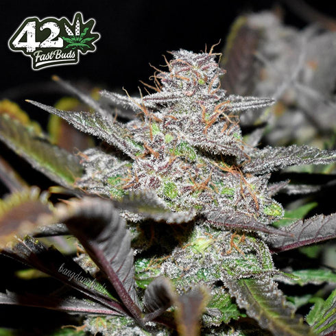 FastBuds Seeds - Cream Cookies Auto