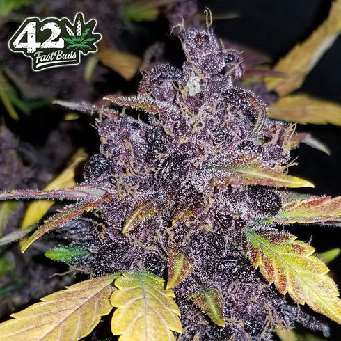 FastBuds Seeds - Crystal METH Auto