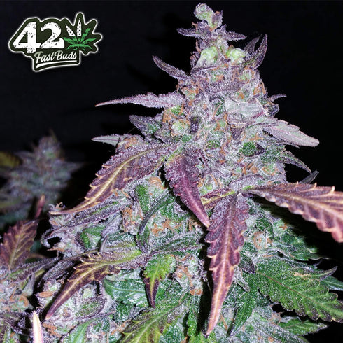 FastBuds Seeds - Fastberry Auto