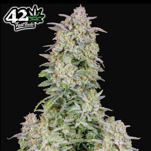 FastBuds Seeds - Forbidden Runtz Auto