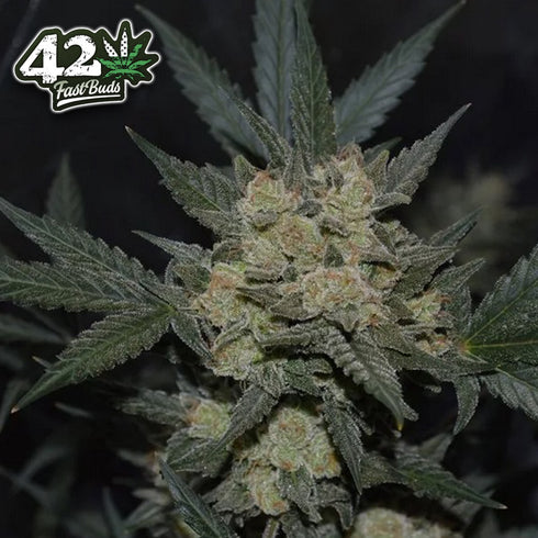 FastBuds Seeds - Girl Scout Cookies Auto