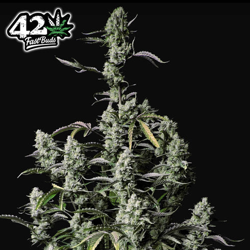 FastBuds Seeds - Gorilla Zkittlez Auto