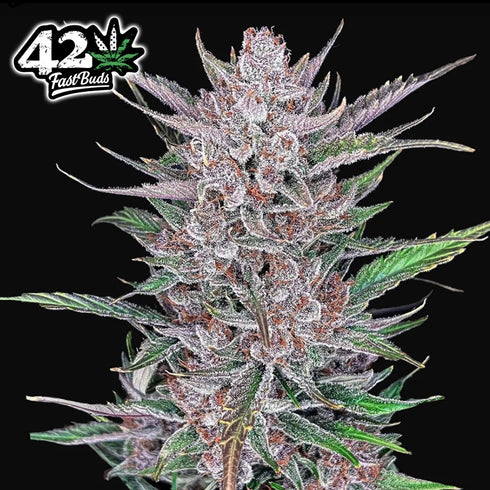 FastBuds Seeds - Gorilla Punch Auto