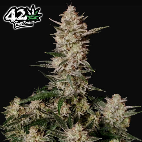 FastBuds Seeds - Strawberry Gorilla Auto