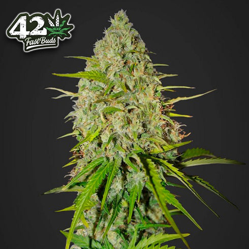 FastBuds Seeds - Grapefruit Matic