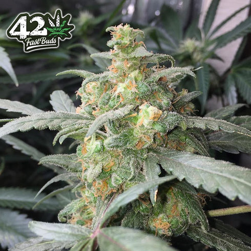 FastBuds Seeds - Green Crack Auto