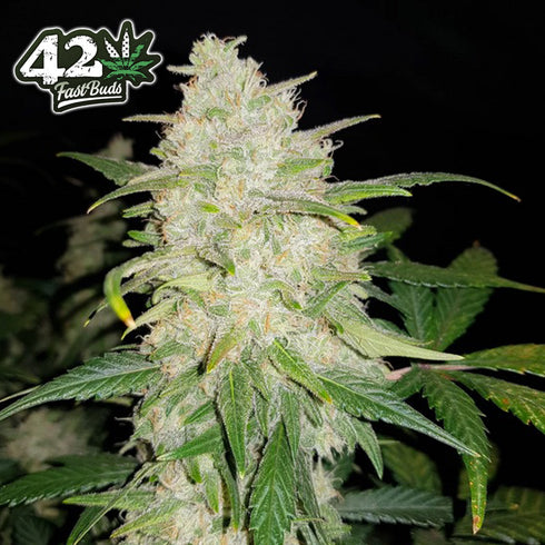 FastBuds Seeds - Gelato Auto