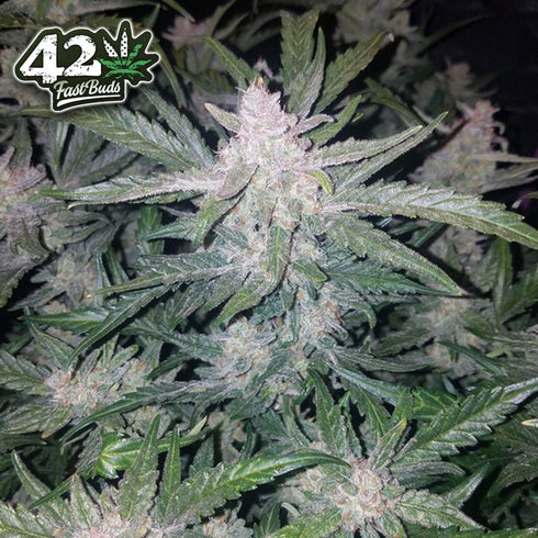 FastBuds Seeds - Mexican Airlines Auto