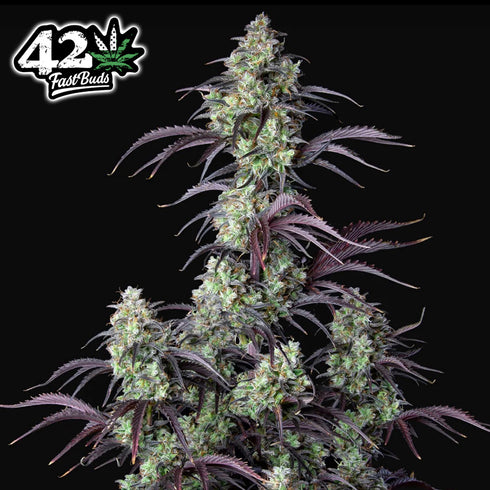 FastBuds Seeds - Mimosa Cake Auto