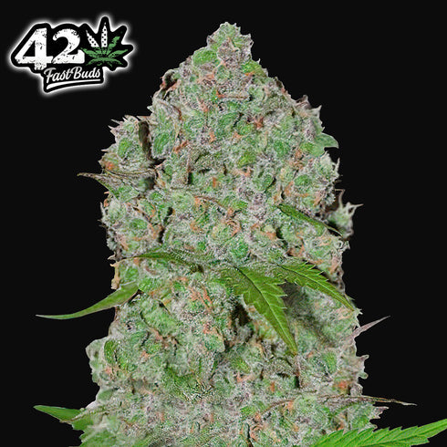 FastBuds Seeds - Orange Sherbet Auto