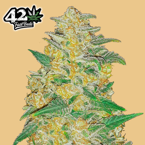 FastBuds Seeds - Original AK Auto