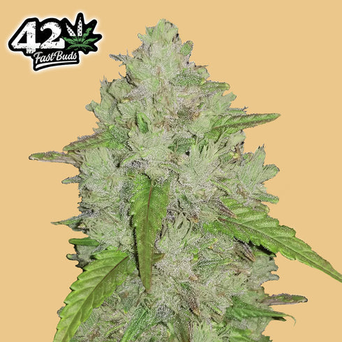 FastBuds Seeds - Original Amnesia Haze Auto