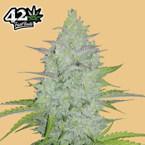 FastBuds Seeds - Original Cheese Auto