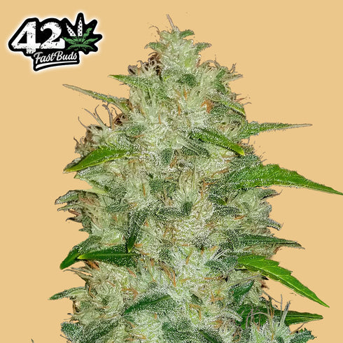 FastBuds Seeds - Original Chemdawg Auto