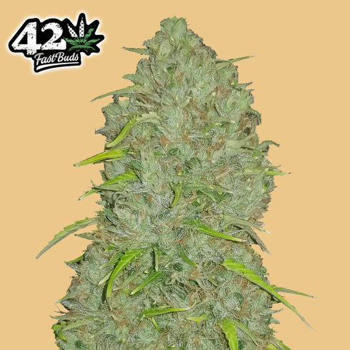 FastBuds Seeds - Original Jack Herer Auto