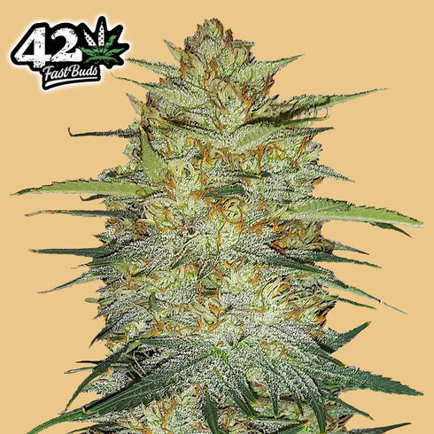 FastBuds Seeds - Original OG Kush Auto