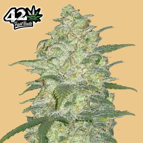 FastBuds Seeds - Original White Widow Auto