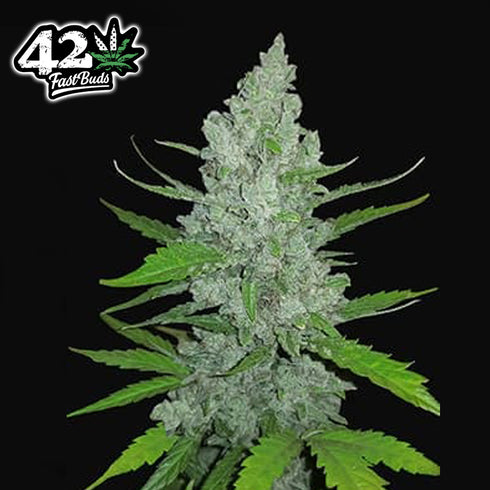 FastBuds Seeds - Original Sour Diesel Auto