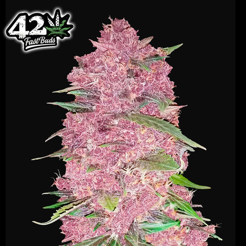 FastBuds Seeds - Purple Lemonade Auto