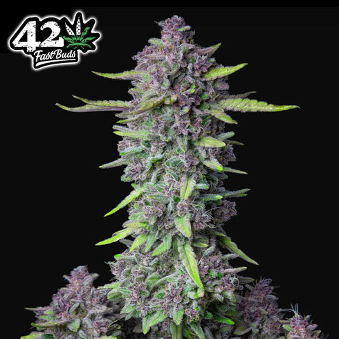 FastBuds Seeds - Purple Punch Auto