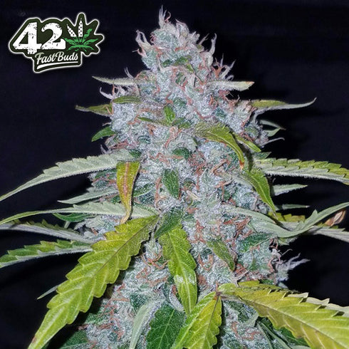 FastBuds Seeds - Six Shooter Auto