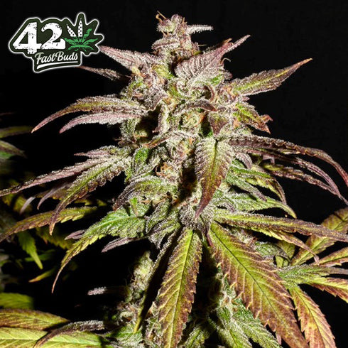 FastBuds Seeds - Smoothie Auto