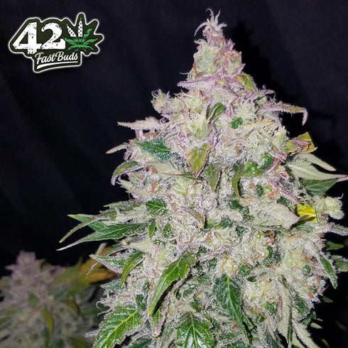 FastBuds Seeds - Stardawg Auto