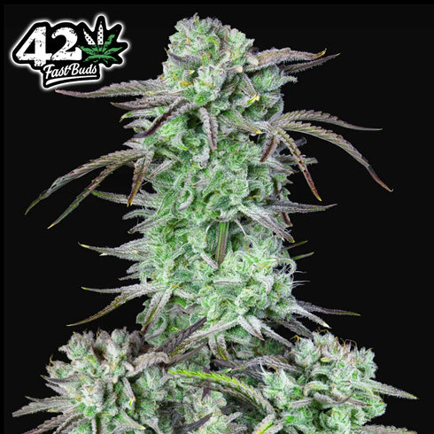 FastBuds Seeds - Strawberry Banana Auto