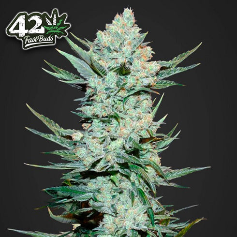 FastBuds Seeds - Tangie'matic