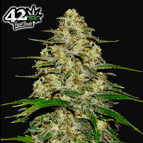 FastBuds Seeds - Wedding Cheesecake Auto