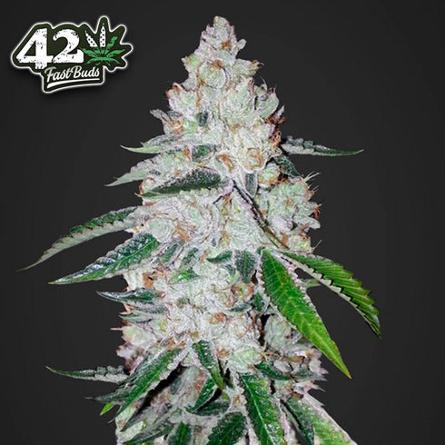 FastBuds Seeds - West Coast O.G. Auto