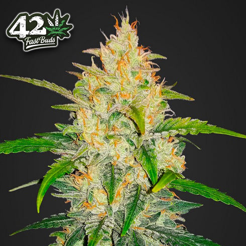 FastBuds Seeds - Zkittlez Auto