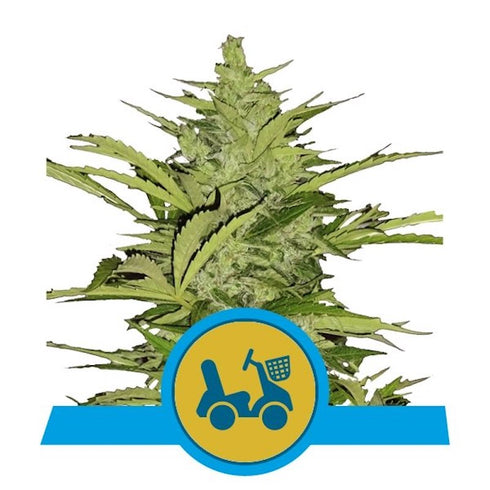 Royal Queen Seeds - Fast Eddy Auto