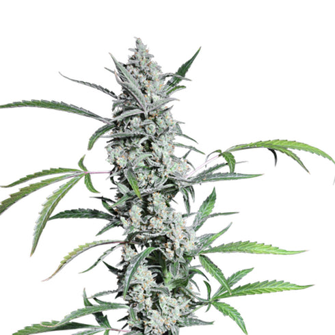 Super Sativa Seed Club - Fat Pete's Cookies Auto